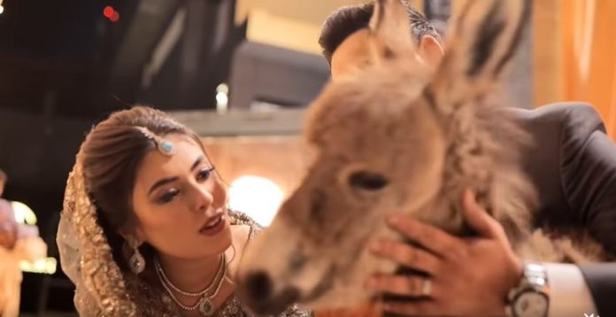 Groom gifted a donkey to the bride at the wedding, social media users gave such reactions, watch the video