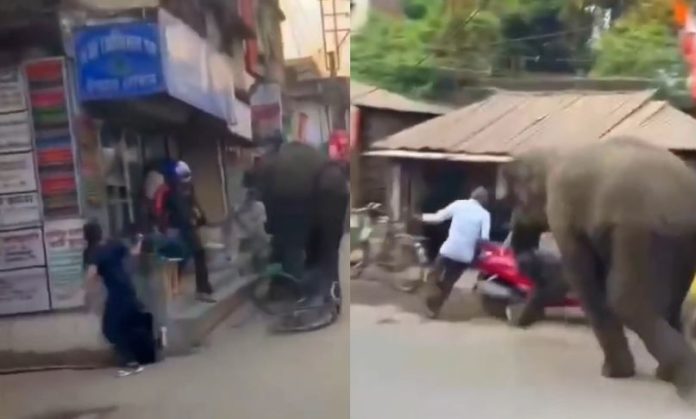 VIDEO: Wild elephant created ruckus in the market, people were seen running away to save their lives