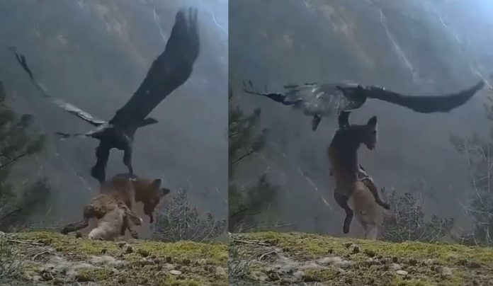 Video Viral: The hawk hunted such a big fox, then caught it in its claws and flew away