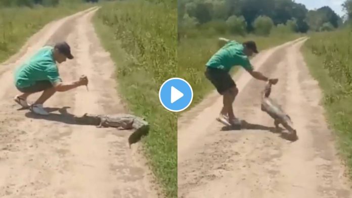 Video: The baby crocodile was being attacked with a knife, but the crocodile showed Inga in a moment and...