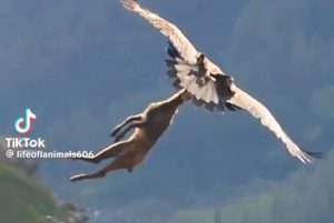 VIRAL VIDEO: Eagle flew into the sky after catching the deer, people ...