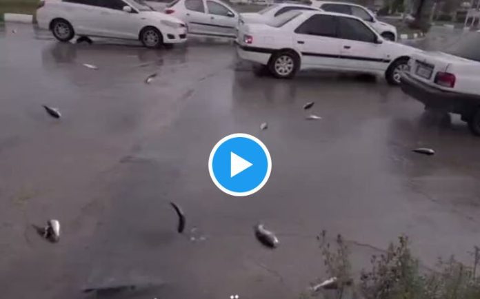 Viral video: Fish rained from the sky in this country, users surprised after seeing viral video