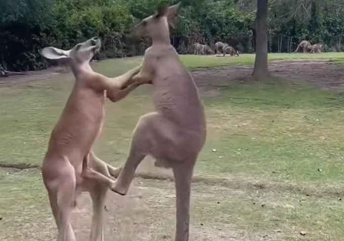 Video of two kangaroos fighting in the park goes viral, Watch here