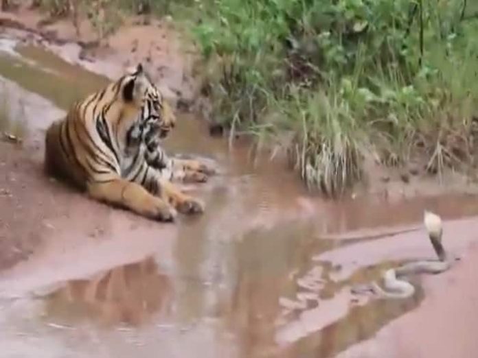 Viral Video: Tiger and cobra suddenly came face to face, see what happened next - Watch