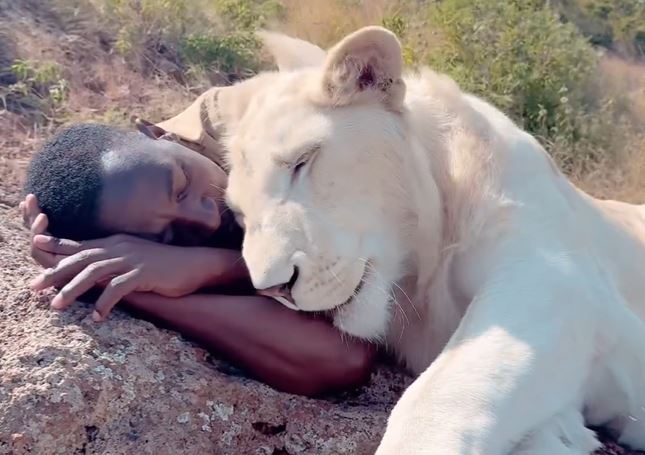 Video of a lioness with a sleeping man goes viral – watch the scary video