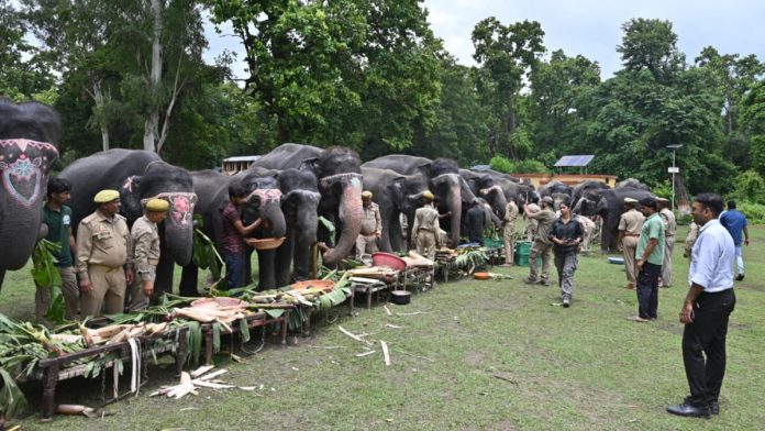 VIDEO: You will be stunned to see the royal feast of elephants, funny video goes viral