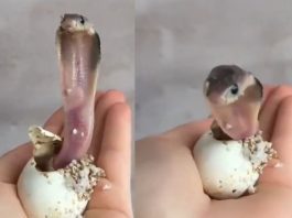 Baby Cobra Video: Fans were shocked to see anger of baby cobra as soon as it came out of the egg, the video went viral