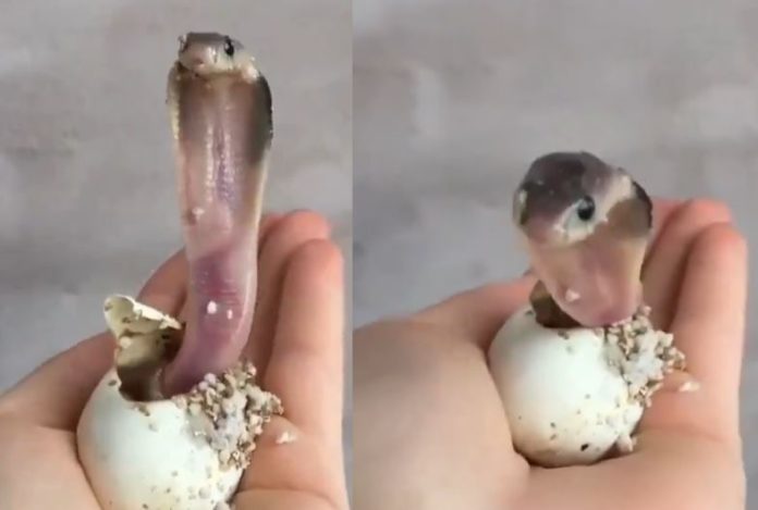 Baby Cobra Video: Fans were shocked to see anger of baby cobra as soon as it came out of the egg, the video went viral