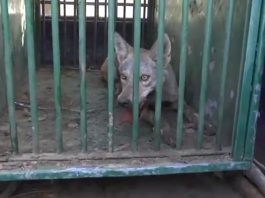 Bahraich Bhediya Attack: Fifth man-eating wolf caught in Bahraich, watch the video here