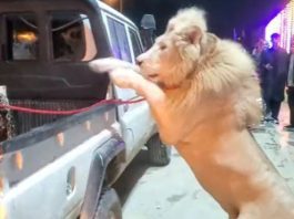 King of jungle jumped from the jeep, something happened in 2 seconds that people could not stop laughing