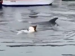 Viral Video: Video of a dog playing with a dolphin in the water goes viral