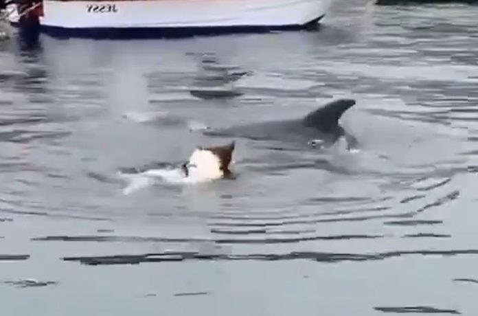 Viral Video: Video of a dog playing with a dolphin in the water goes viral