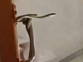 Video of a poisonous snake travelling with passengers in an AC coach in India goes viral