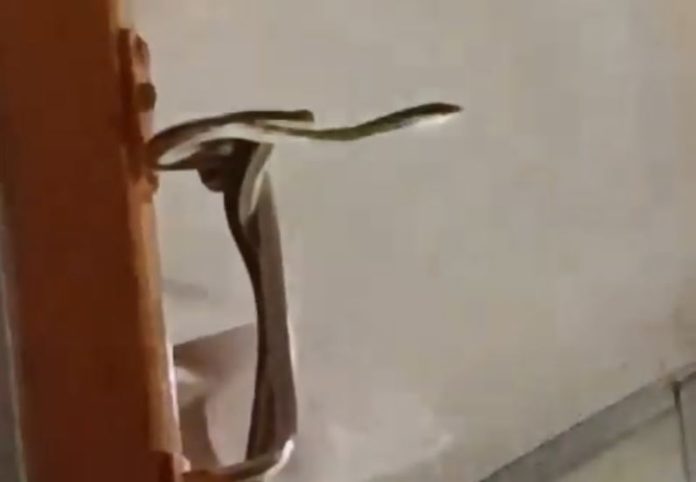 Video of a poisonous snake travelling with passengers in an AC coach in India goes viral