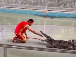 Crocodile Video: Young man found it difficult to perform stunts with crocodile, put his hand in his mouth and then....watch video