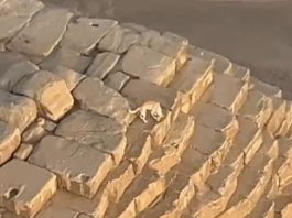 Dog climbed the Egyptian pyramid, saw the world from a height of 448 feet - watch video