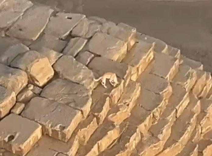 Dog climbed the Egyptian pyramid, saw the world from a height of 448 feet - watch video