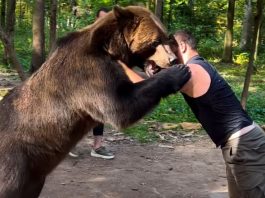 Viral Video: Boxer seen wrestling with a bear, people got scared after watching it