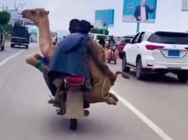 Video of a camel sitting on a bike goes viral, you will be stunned after watching it