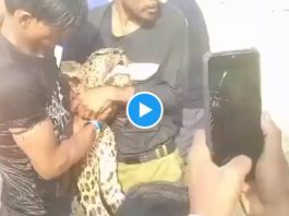 Man took away leopard by pressing its neck, hunter kept struggling for freedom, watch video