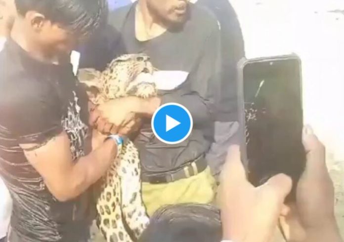 Man took away leopard by pressing its neck, hunter kept struggling for freedom, watch video