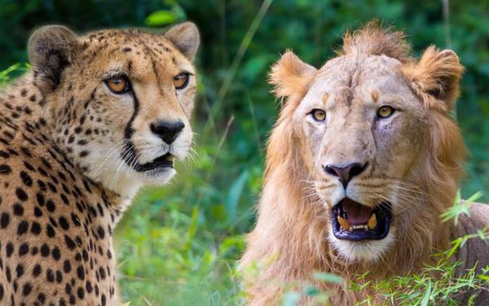 Pakistan News: People of Pakistan can now keep lions and cheetahs at home, they will have to pay only this much fee to the government