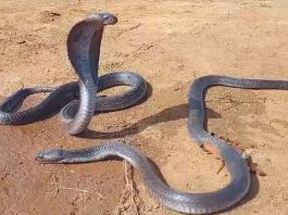 Viral Video: Snake dies after being crushed by JCB, emotional video of female snake goes viral - Watch