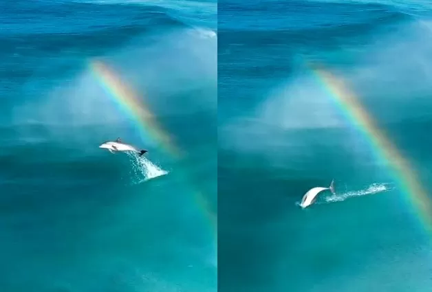 Viral Video: As soon as the dolphin jumped into the sea, a rainbow emerged, people were mesmerized by the wonderful sight