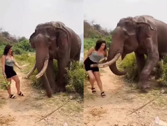 VIRAL VIDEO: Girl was fooling the elephant, taught such a lesson, seeing this the soul will tremble