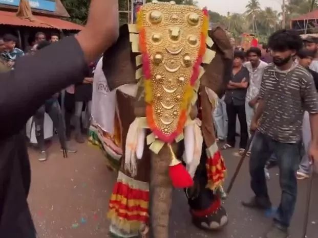 Elephant Dance video: Elephant dancing on the beat of drum... video went viral