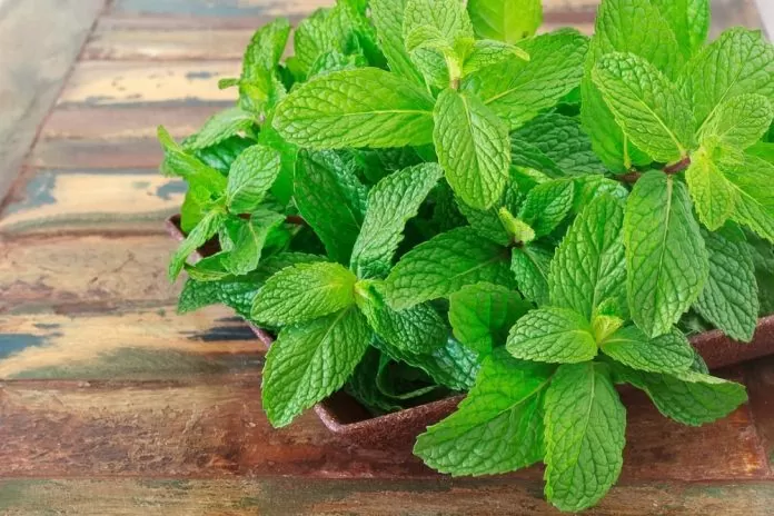 Mint Leaves Benefits: From increasing digestive power to weight loss, know the countless benefits of mint leaves.