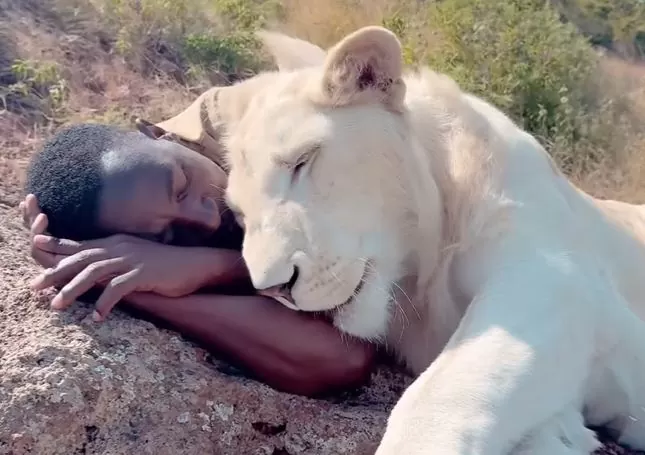 Video of a lioness with a sleeping man goes viral - watch the scary video