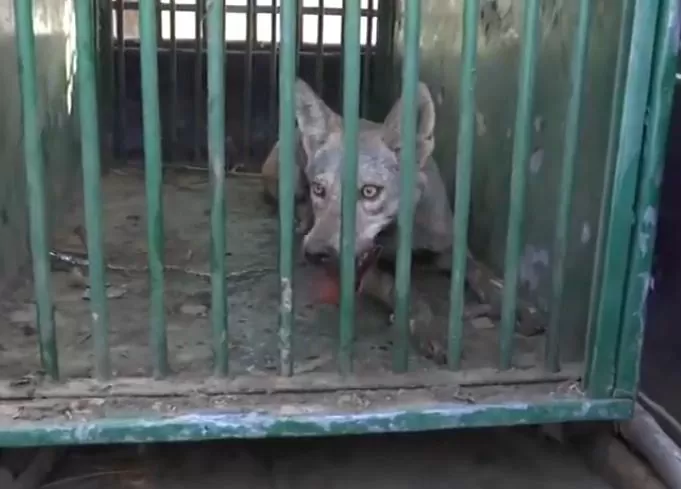 Bahraich Bhediya Attack: Fifth man-eating wolf caught in Bahraich, watch the video here