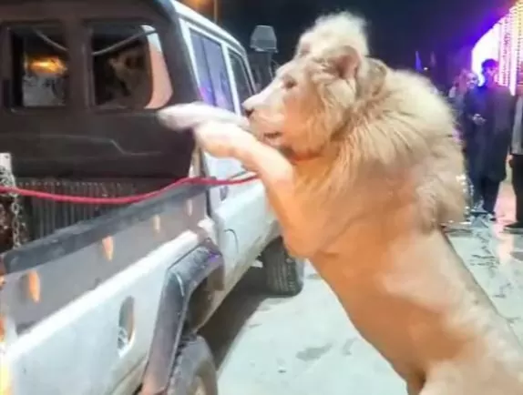 King of jungle jumped from the jeep, something happened in 2 seconds that people could not stop laughing