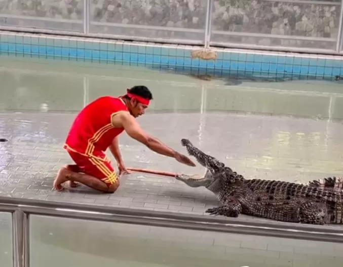 Crocodile Video: Young man found it difficult to perform stunts with crocodile, put his hand in his mouth and then....watch video