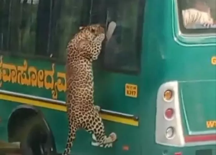 Viral Video: Seeing the window glass of the tourist bus open, the leopard started entering inside, People were scared to see